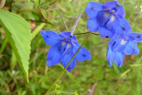 毛柄川黔翠雀花（變種）