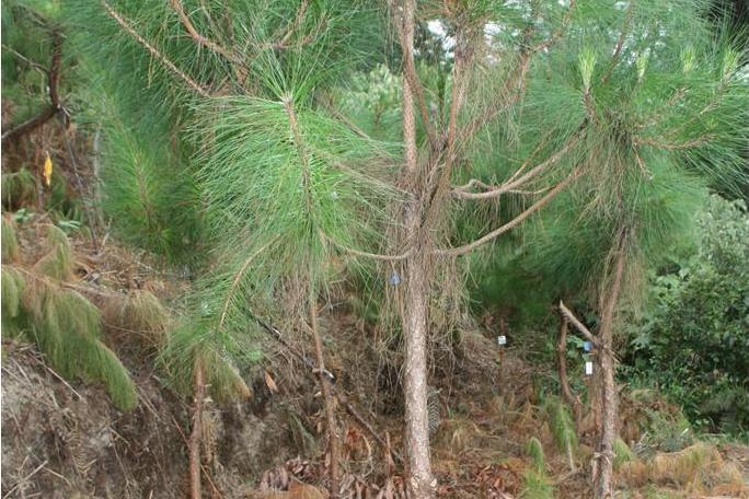 思茅松雲縣家系09號