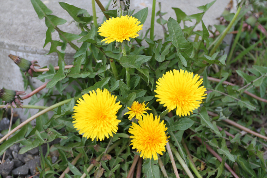 地面芽植物