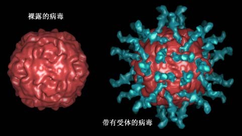 脊髓灰質炎病毒