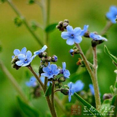 狗屎花根(中藥)