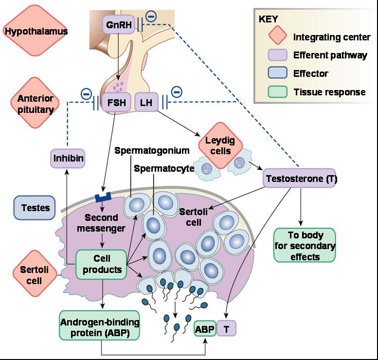 精子發生分泌調控流程圖