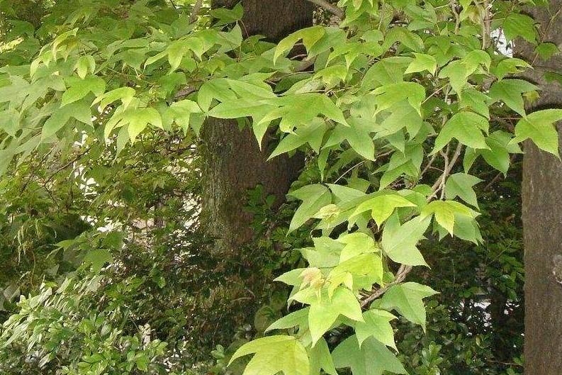 楓香黃山學院6號