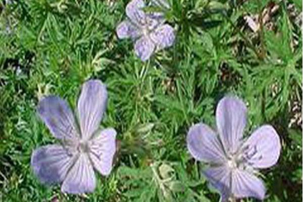 Geranium \x27Blue Cloud\x27