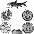 刺激隱核蟲