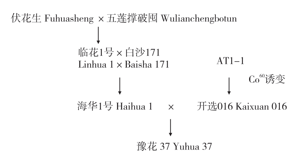 豫花37號