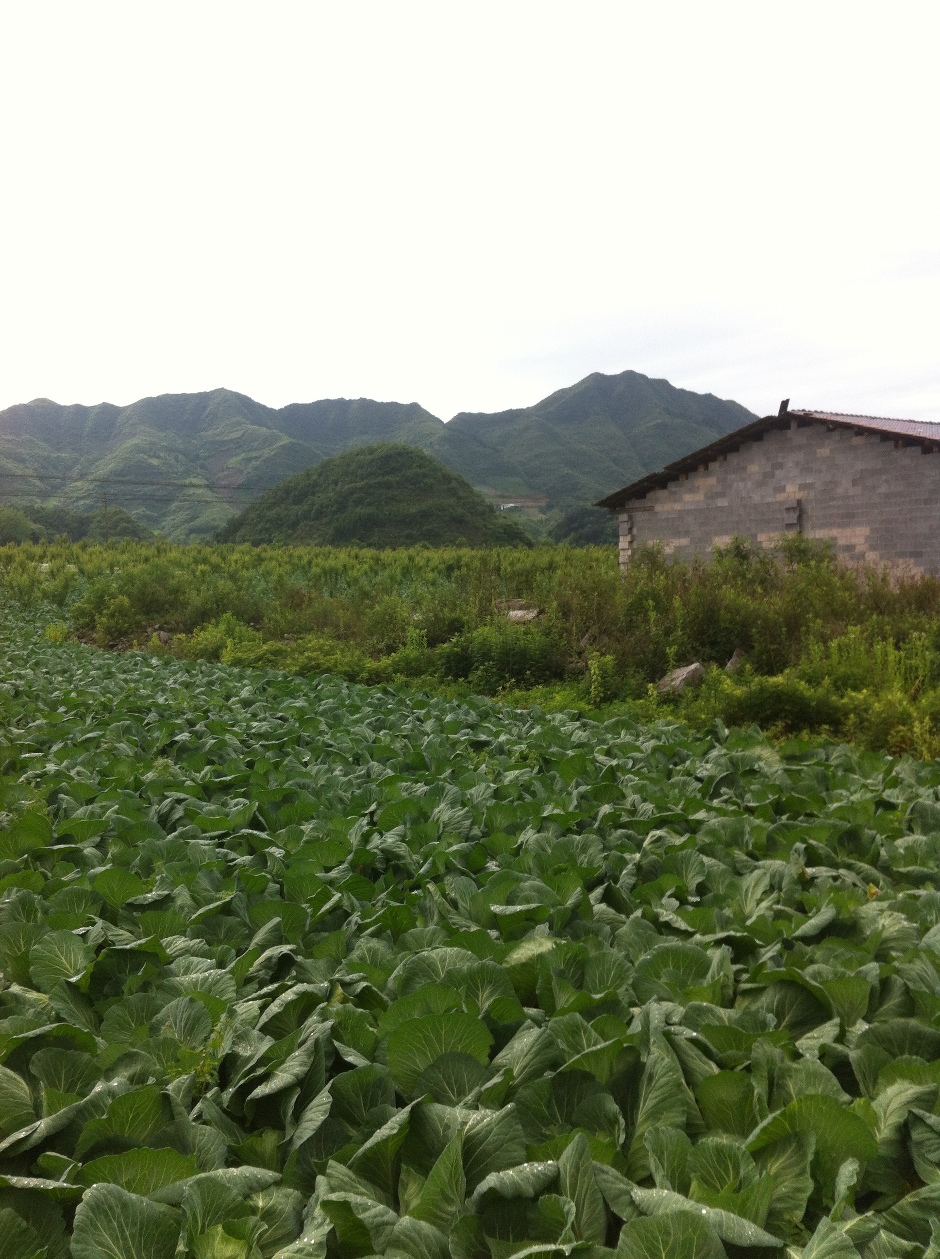 蔬菜基地