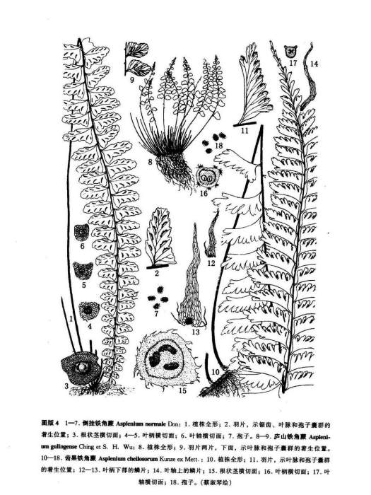 倒掛鐵角蕨