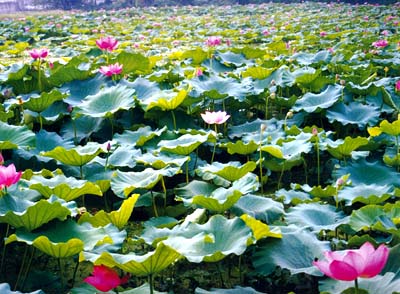 荷花池公園