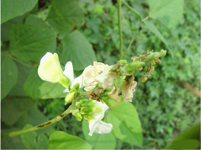 扁豆花腐病