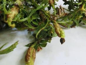 萬壽菊立枯病