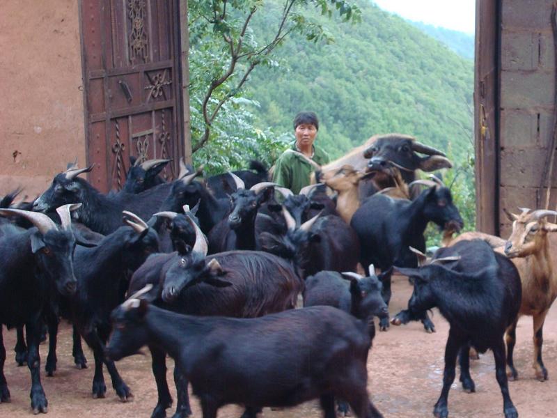 山羊養殖