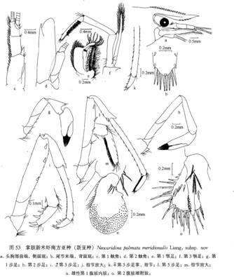 掌肢新米蝦南方亞種