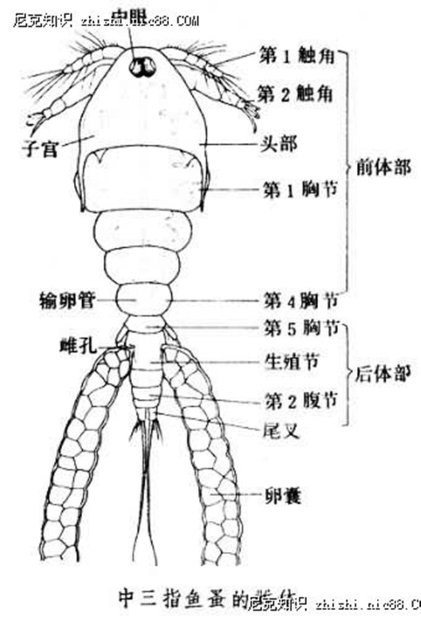 魚蚤