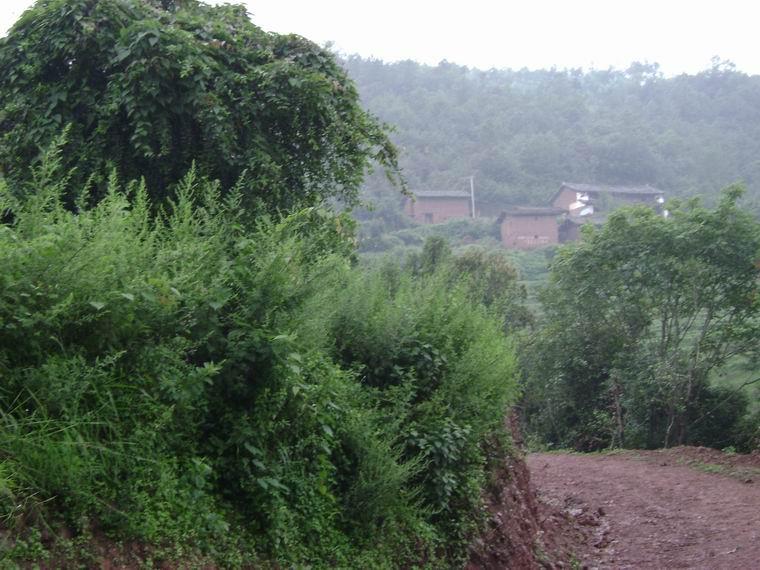 白沙河村(雲南省牟定縣蟠貓鄉白沙河村)