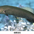 細鱗盔魚(環帶細鱗盔魚)