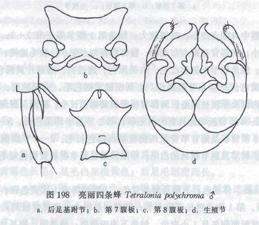 亮麗四條蜂