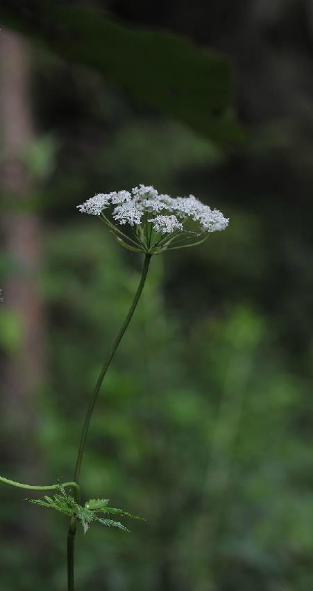 白苞芹屬