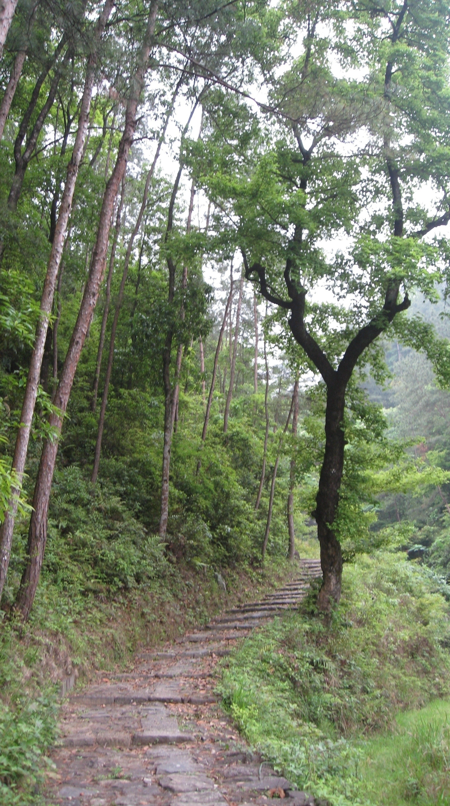 葉山庵嶺古道