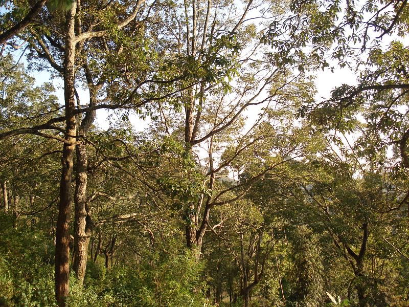 鼠街自然村(雲南省廣南縣黑支果鄉下轄村)