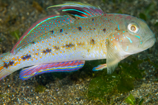 刺蓋蝦虎魚屬