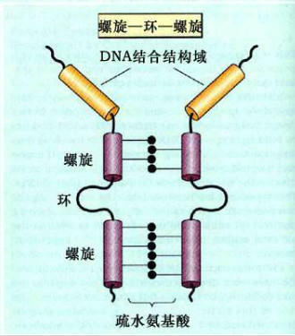 非組蛋白