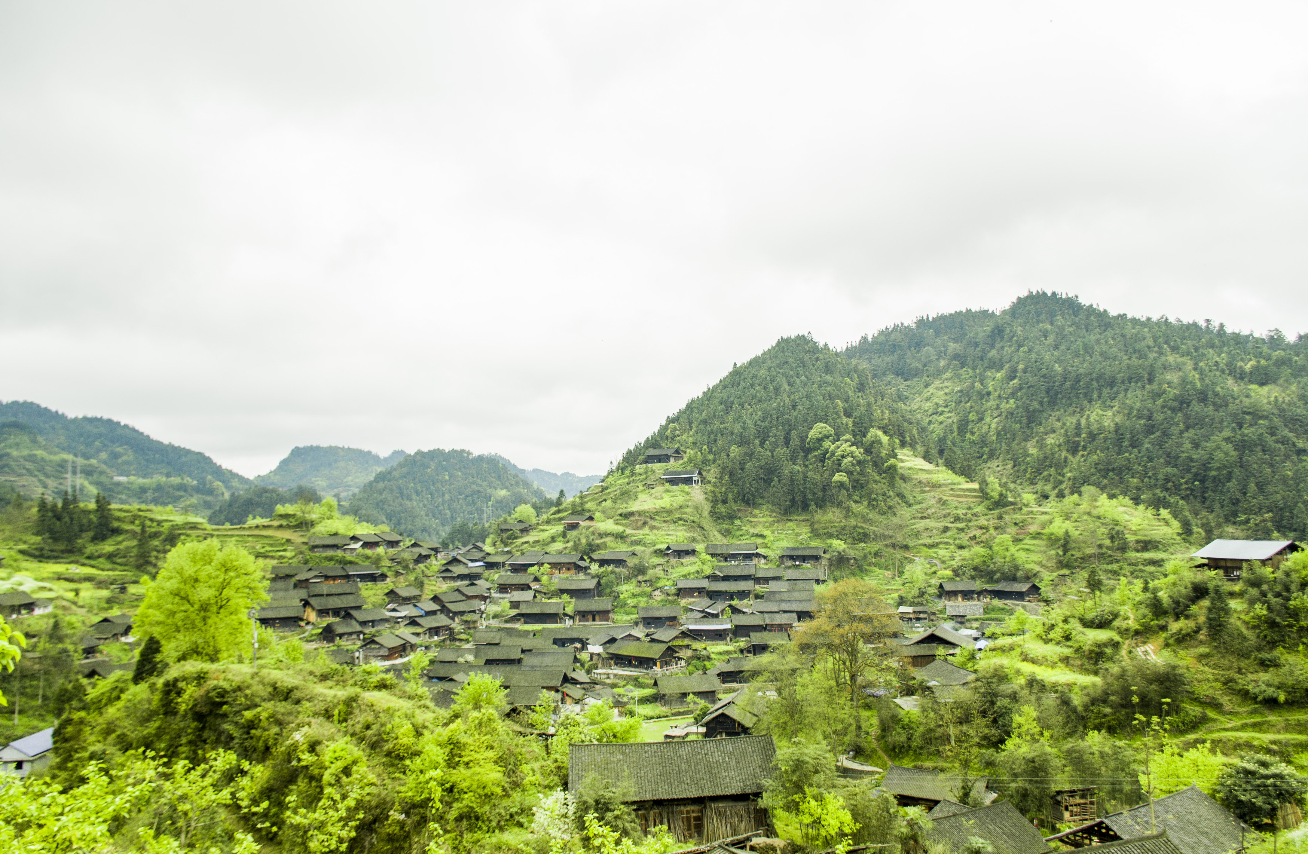 翁草村