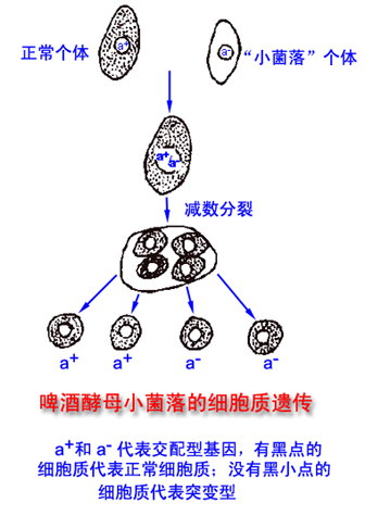 細胞質遺傳