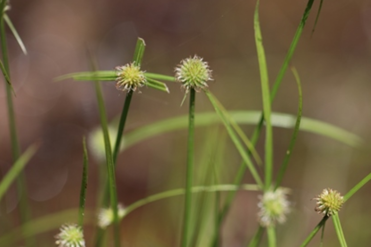 Carex tumulicola