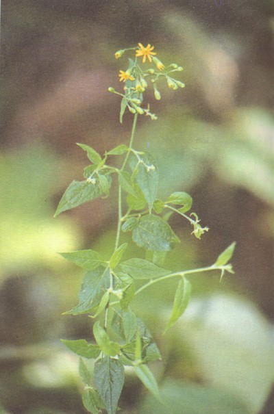 金花草