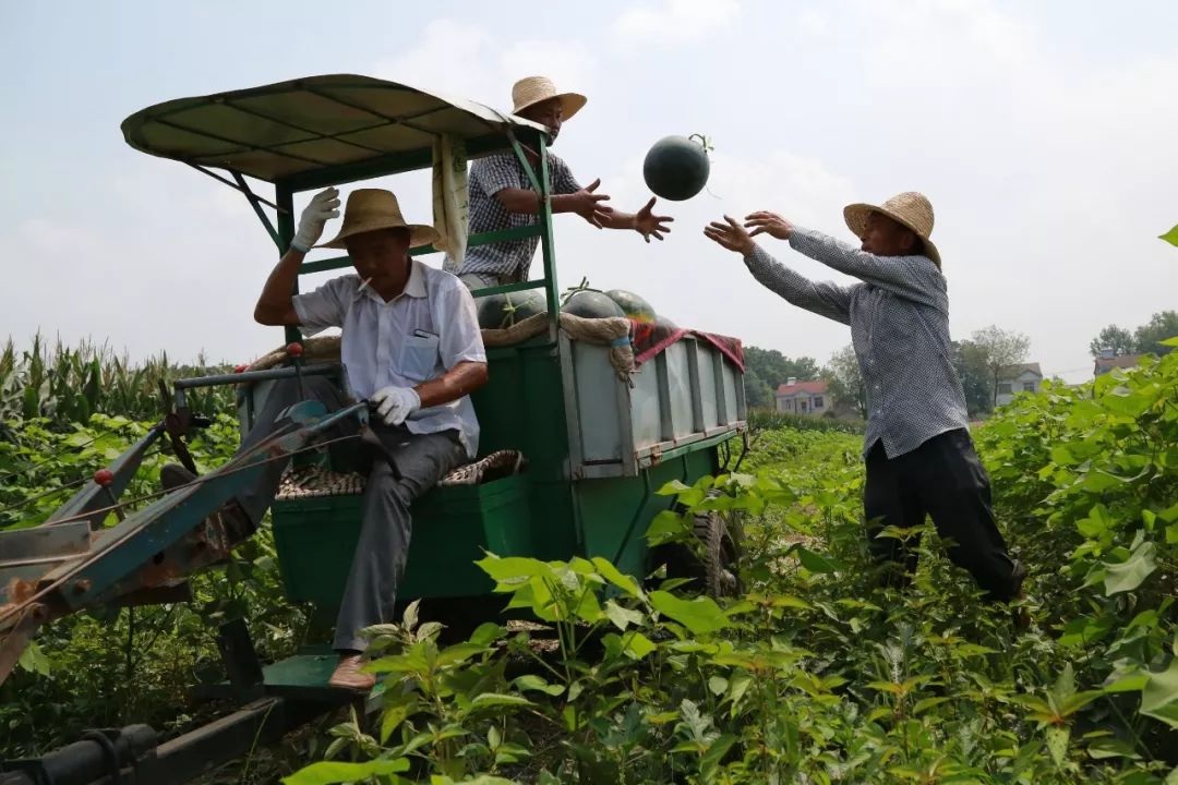 八寶鎮農民收穫西瓜