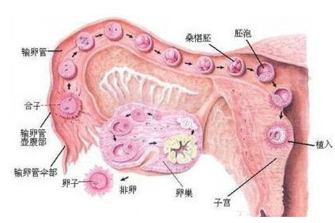 卵巢性不孕症