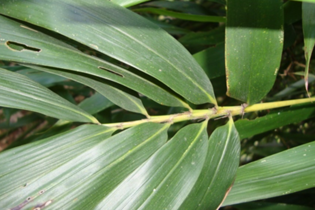 苦竹葉(禾本科大明竹屬植物)