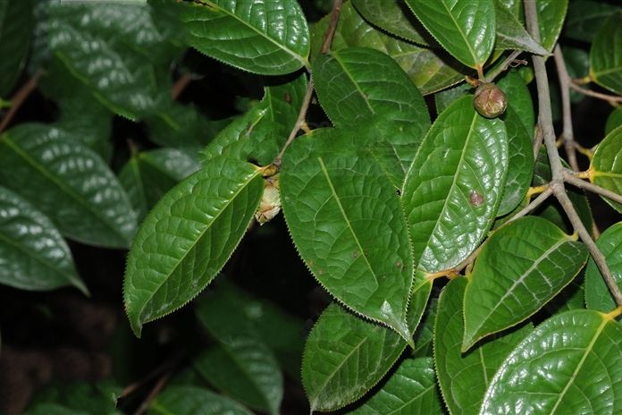 宛田紅花油茶海南個體