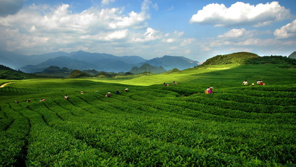 梵淨山貢茶