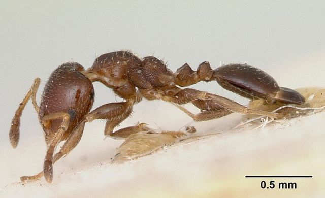 Gauromyrmex bengakalisi