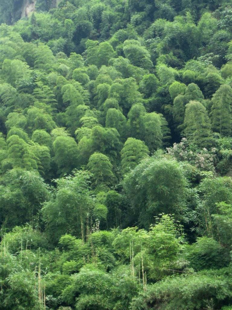 同興桫欏湖景區