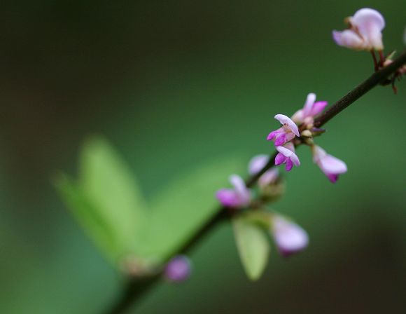 疏花長柄山螞蝗