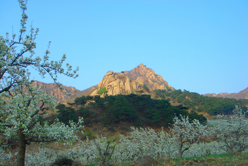 千山梨花