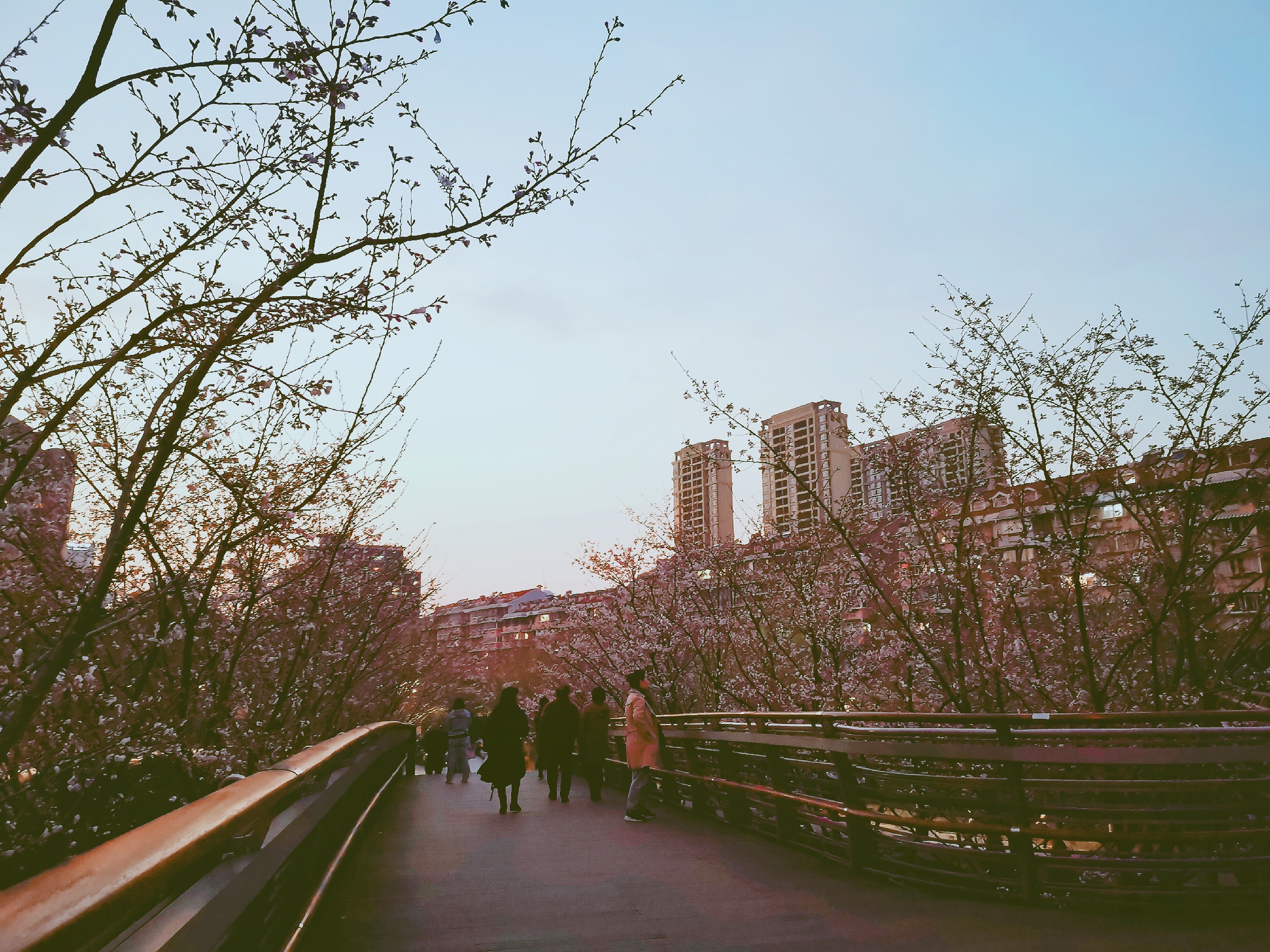 夜幕下的櫻花公園（陳勇峰攝影）