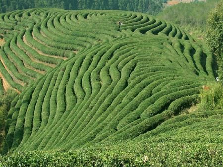 福建烏龍茶製作技藝（北苑茶）