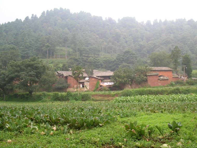 菜魯村