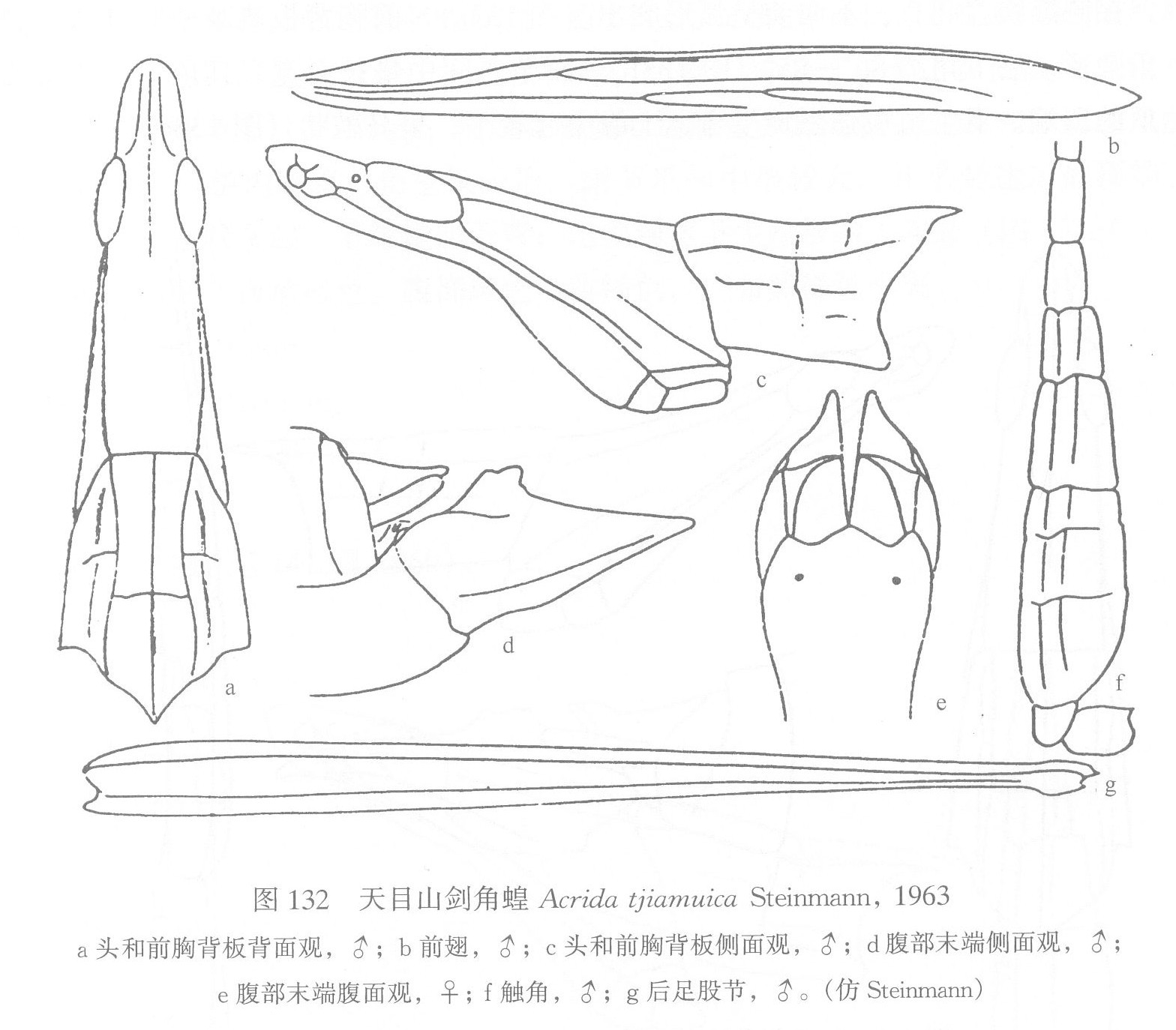 天目山劍角蝗