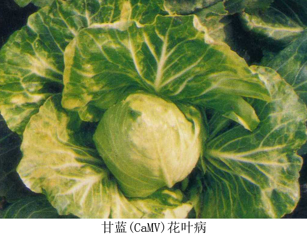 甘藍(CaMV)花葉病圖