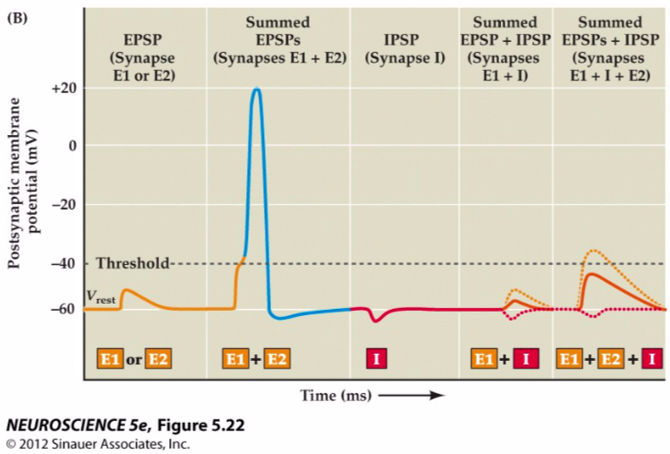 EPSP/IPSP