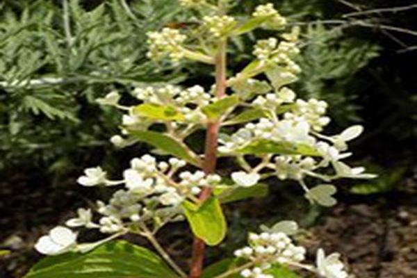 Hydrangea paniculata \x27Hpopr013\x27 LAVALAMP CANDELABRA