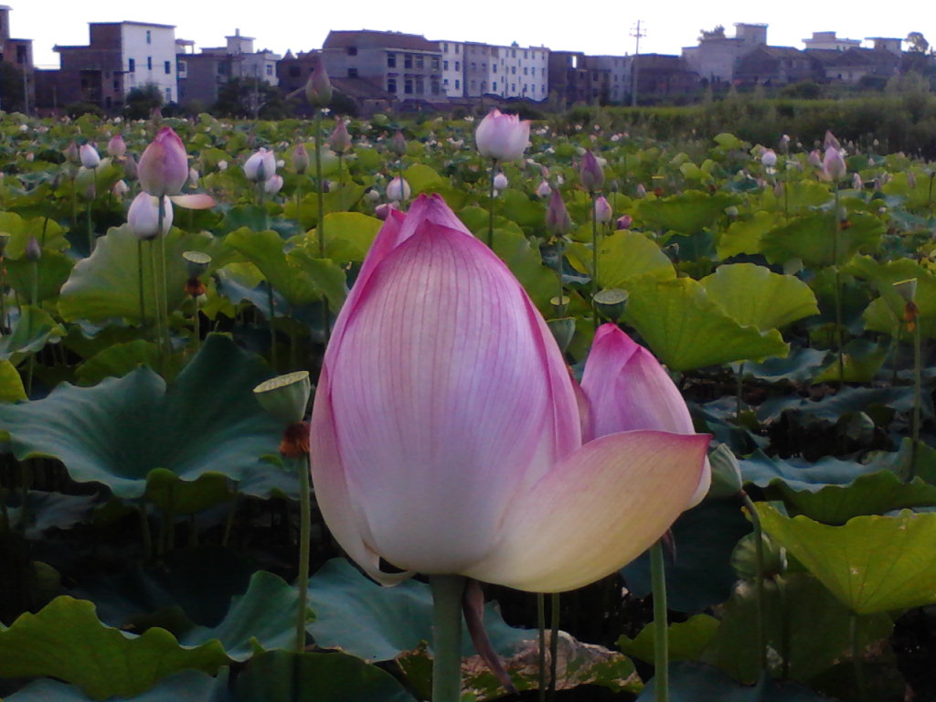 橋頭村(江西省萍鄉市蓮花縣三板橋鄉橋頭村)