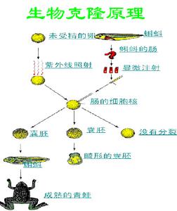 細胞核移植