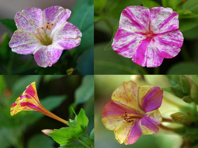 胭脂花(報春花目報春花科植物)