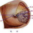 老年婦女乳房增大